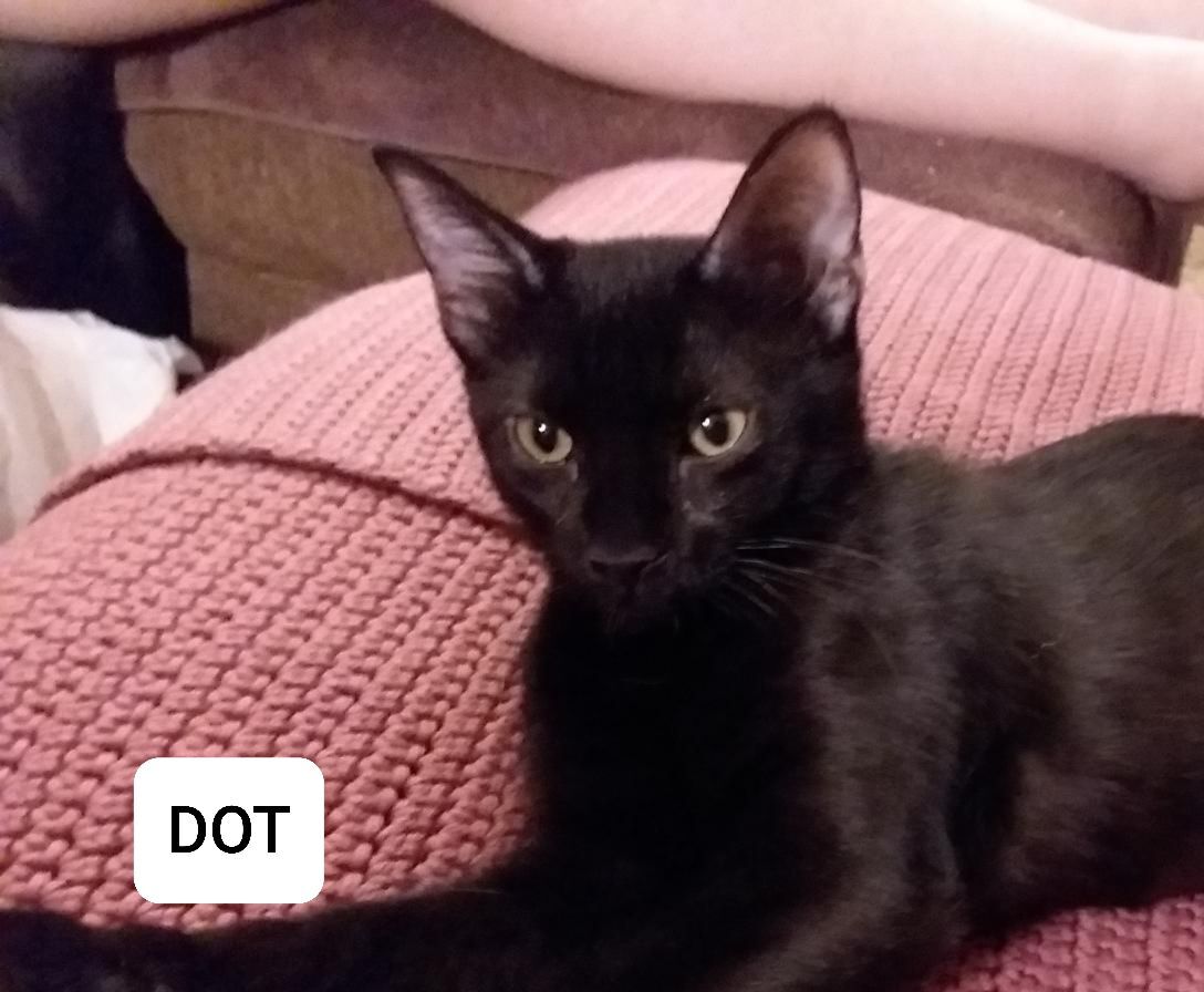 Adopt a friend: Dot